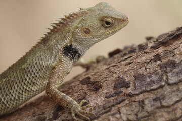 Gardeon Lizard
