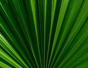 Obraz premium Close-up of palm frond veins