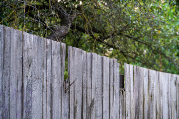 Old, weathered grey wooden fence with a broken plank in a rustic countryside garden.