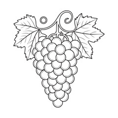 vector illustration of grapes bunch of grapes