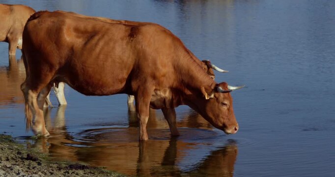 Cow drinking water from a pond