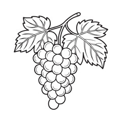 grapes vector illustration