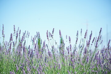 Obraz premium Close-Up of Vibrant Lavender Flower Spikes Reaching Toward a Bright Blue Sky, Showcasing the Delicate Beauty and Fragrance of Summer in Nature