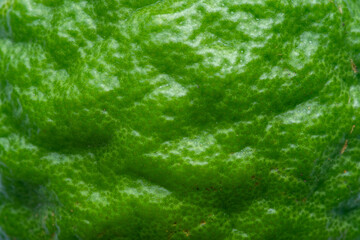 Macro texture of lime peel,Texture of fresh bright green lime peel, closeup, copy space. Macro of orange fruit. Citrus fruit background.