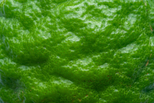 Macro texture of lime peel,Texture of fresh bright green lime peel, closeup, copy space. Macro of orange fruit. Citrus fruit background.