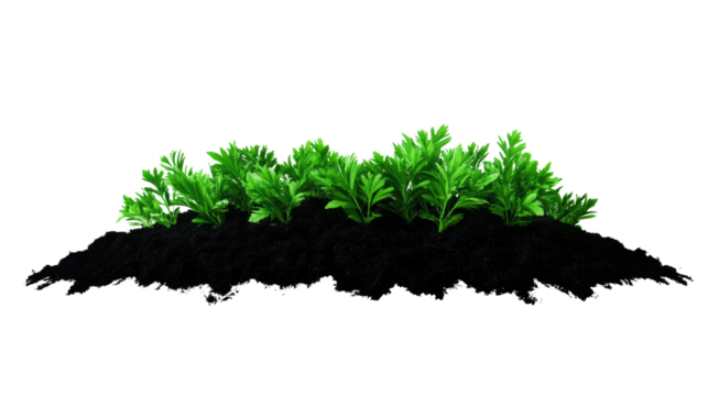 Healthy green plants growing from dark rich soil patch, cut out transparent