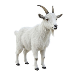 A healthy white domestic goat with horns stands facing forward on a transparent background isolated on transparent background