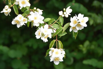 Apfel Bl&uuml;te