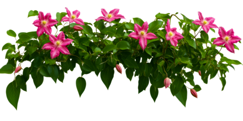 Vibrant Pink Clematis Flowers with Lush Green Leaves on White Background, cut out transparent