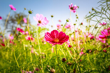 Beauty flower on background in flowering garden.