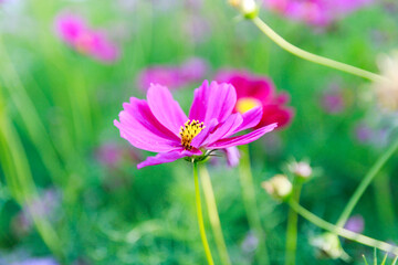Obraz premium Beauty flower on background in flowering garden.