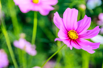 Obraz premium Beauty flower on background in flowering garden.