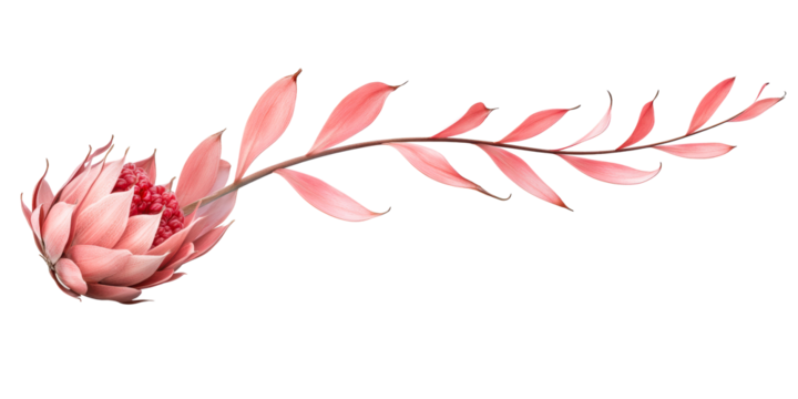 Close up of a delicate pink protea flower and stem with subtle texture, cut out transparent