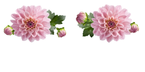 Two delicate pink dahlias with buds and leaves on a white background, cut out transparent