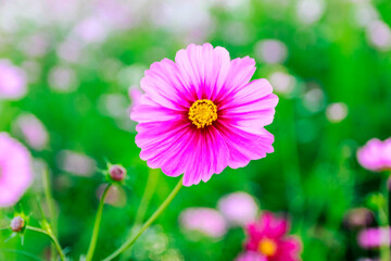 Obraz premium Beauty flower on background in flowering garden.