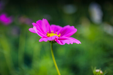 Fototapeta premium Beauty flower on background in flowering garden.