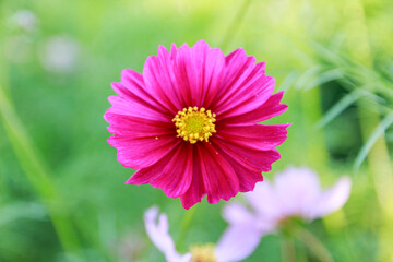 Obraz premium Beauty flower on background in flowering garden.