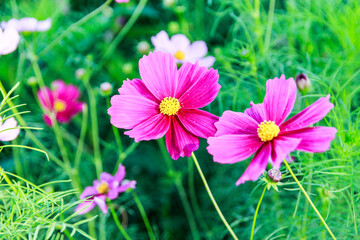 Obraz premium Beauty flower on background in flowering garden.