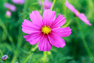 Obraz premium Beauty flower on background in flowering garden.