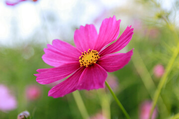 Obraz premium Beauty flower on background in flowering garden.