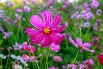 Obraz premium Beauty flower on background in flowering garden.