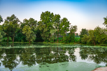 Serene Pond in Park with Lush Green Trees Reflection