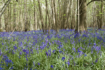 Beautiful bluebells a symbol of humility constancy gratitude and everlasting love