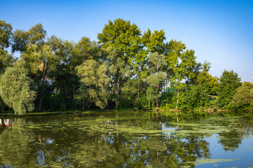Serene Pond in Park with Lush Green Trees Reflection