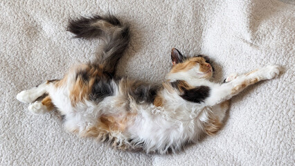 A calico cat sleeps peacefully on a sofa covered with a white plush blanket. Everyday life of pets.