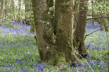 Beautiful bluebells a symbol of humility constancy gratitude and everlasting love
