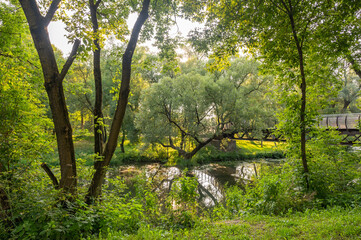 Sunrise Breaking Through Trees in a Lush Park