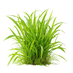 Fototapeta premium Lush Green Aquatic Plant Bunch with Fine Roots on Black Background aquarium plant water plant, Isolated On White, Png Transparent, Cut Out