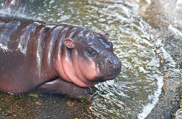 Chubby 3 months old baby Pygmy Hippo being showered in the morning