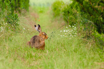 European hare sitting in the grass in a summer field