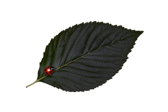 Ladybug Resting on a Dark Leaf with Jagged Edges, cut out transparent - Powered by Adobe