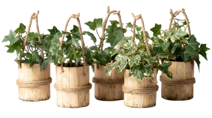 Rustic ivy houseplants in bamboo pots bring natural beauty and charm to any indoor space isolated on white background 