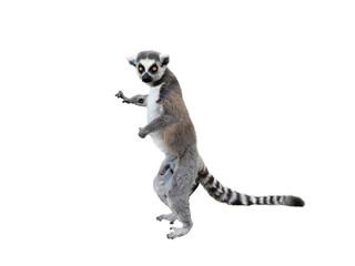 male lemur standing on hind legs isolated on white background © fotomaster