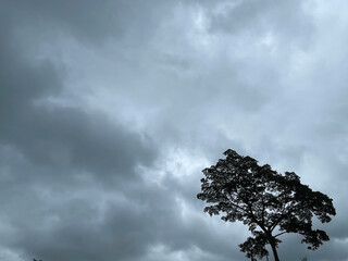 A solitary tree stands against a backdrop of dark, cloudy skies, evoking a sense of solitude and dramatic weather.