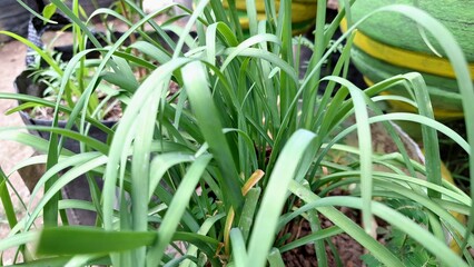 Obraz premium Abundant Lemongrass Plant (Cymbopogon Citratus) Growing in Tropical Climate of Indonesia: Culinary and Medicinal Herb
