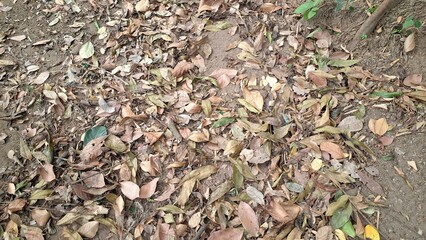 A carpet of dry, brown fallen leaves blankets the ground, creating a rich, organic texture typical...