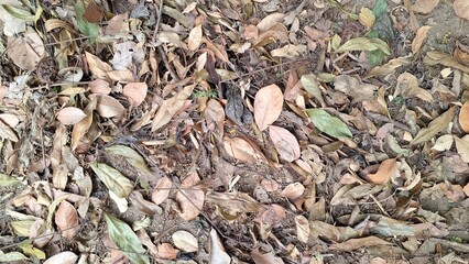 The ground is covered in a textured layer of dry, brown fallen leaves, typical of autumn leaf...