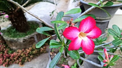 Elegant pink bloom of the Adenium obesum, a drought-tolerant succulent widely cultivated for its exotic flowers and sculptural trunk.