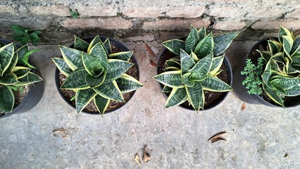 Mother-in-Law's Tongue (Sansevieria trifasciata): Healthy Snake Plant with Vibrant Green and Yellow...