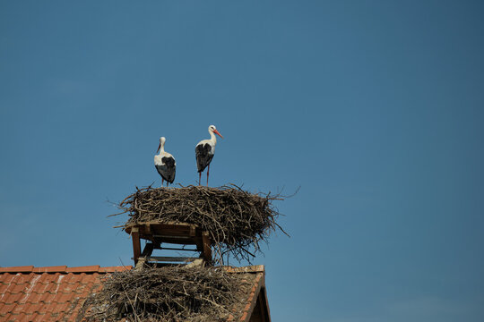 Storks on the roof of a wooden house under a bright blue sky, sitting in large nests made of branches.