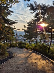 Sunset Path through Pine Trees in Naksan Park, Seoul, South Korea