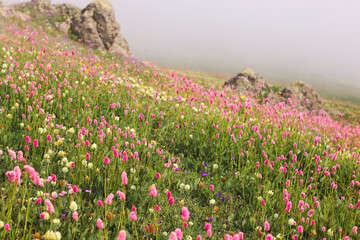 Highland meadows with pink flowers in Gurian mountains, Bakhmaro, Georgia