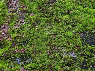 Moss on old brick wall