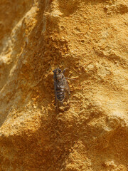 Mannasing cicada (Cicada orni, syn.: Tettigonia orni), also called ash cicada or mannasing cicada