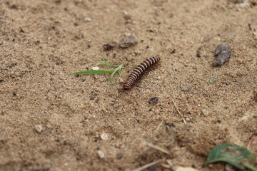Millipede