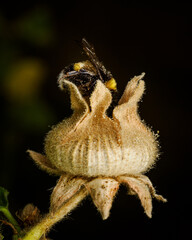 Bumblebee Macro on Dried Flower